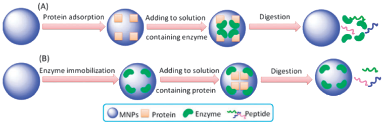 蛋白冠蛋白质组学技术大揭秘（IF46.2）！功能化纳米磁珠的制备与应用系统综述(图2)