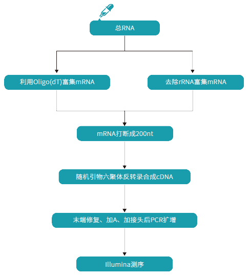 转录组测序的上机流程