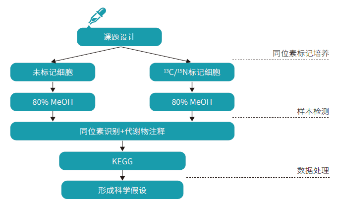 百趣生物非靶标代谢流分析技术路线