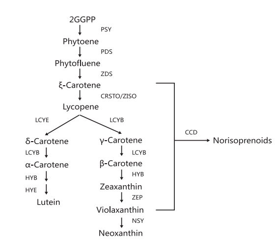 植物类胡萝卜素生物代谢通路