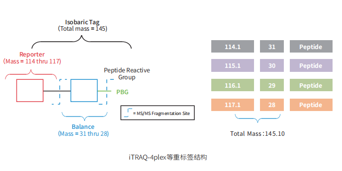  iTRAQ-4plex等重标签结构