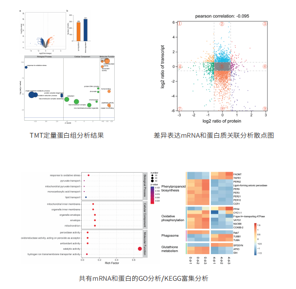 Integrative analysis of transcriptome and proteome provides insights into adaptation to cadmium stress in Sedum plumbizincicola研究结果