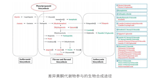 类黄酮广靶代谢组学结果展示