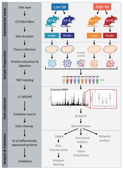 Extended Multiplexing of Tandem Mass Tags (TMT) Labeling Reveals Age and High Fat Diet Specific Proteome Changes in Mouse Epididymal Adipose Tissue研究路线