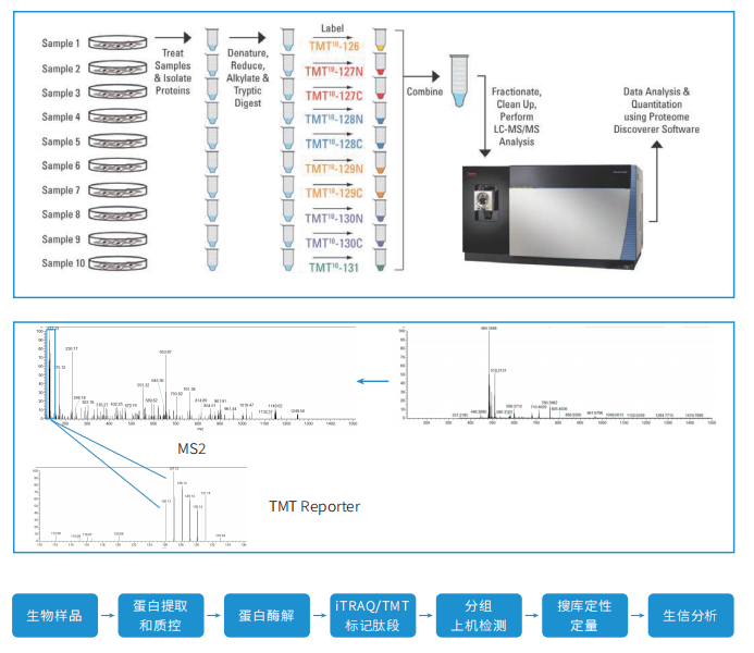 iTRAQ/TMT标记定量蛋白质组研究技术流程