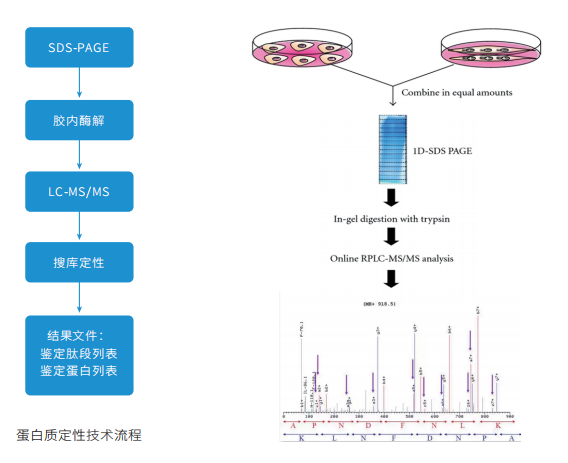 定性鉴定蛋白质组学技术流程