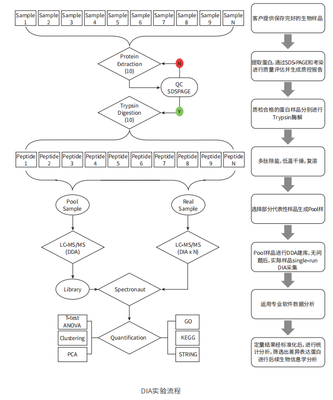 DIA实验流程