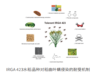 IRGA水稻品种对稻曲叶螨侵染的耐受机制