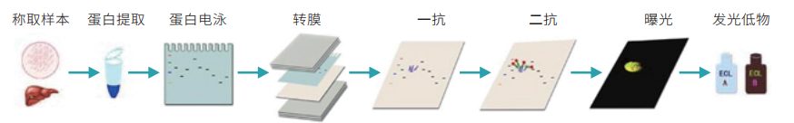 蛋白印记流程图