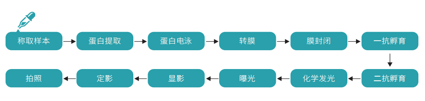 技术路线