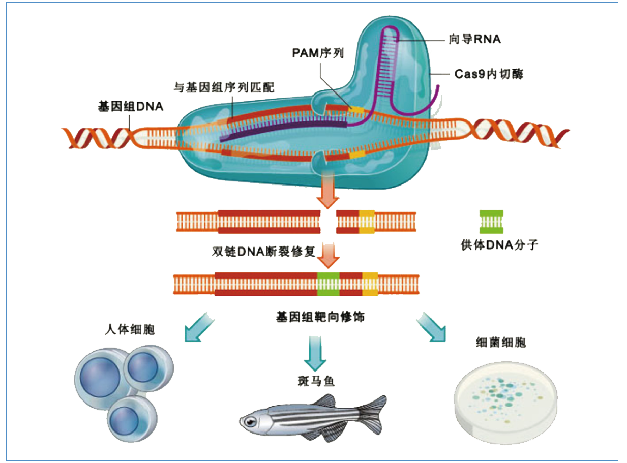 Cas9 基因敲除载体构建(图2)