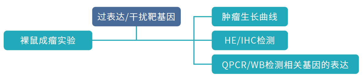 动物实验检测验证