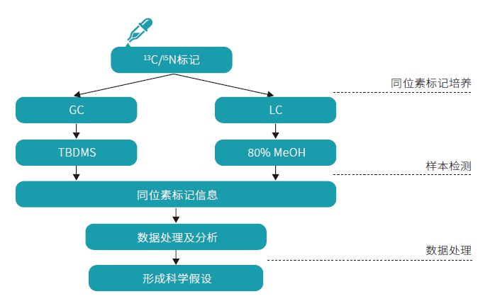 BIOTREE靶标代谢流分析技术路线