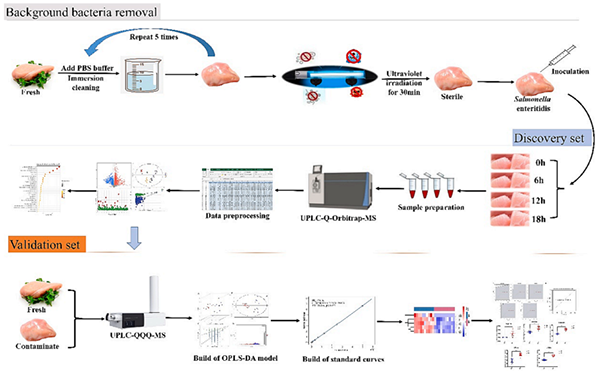 项目文章 | 利用非靶向和靶向代谢组学鉴定鸡肉中肠炎沙门氏菌的代谢标志物(图1)