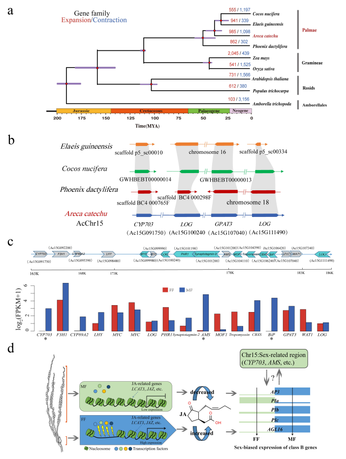 The genome of Areca catechu provides insights into sex determination of monoecious plants