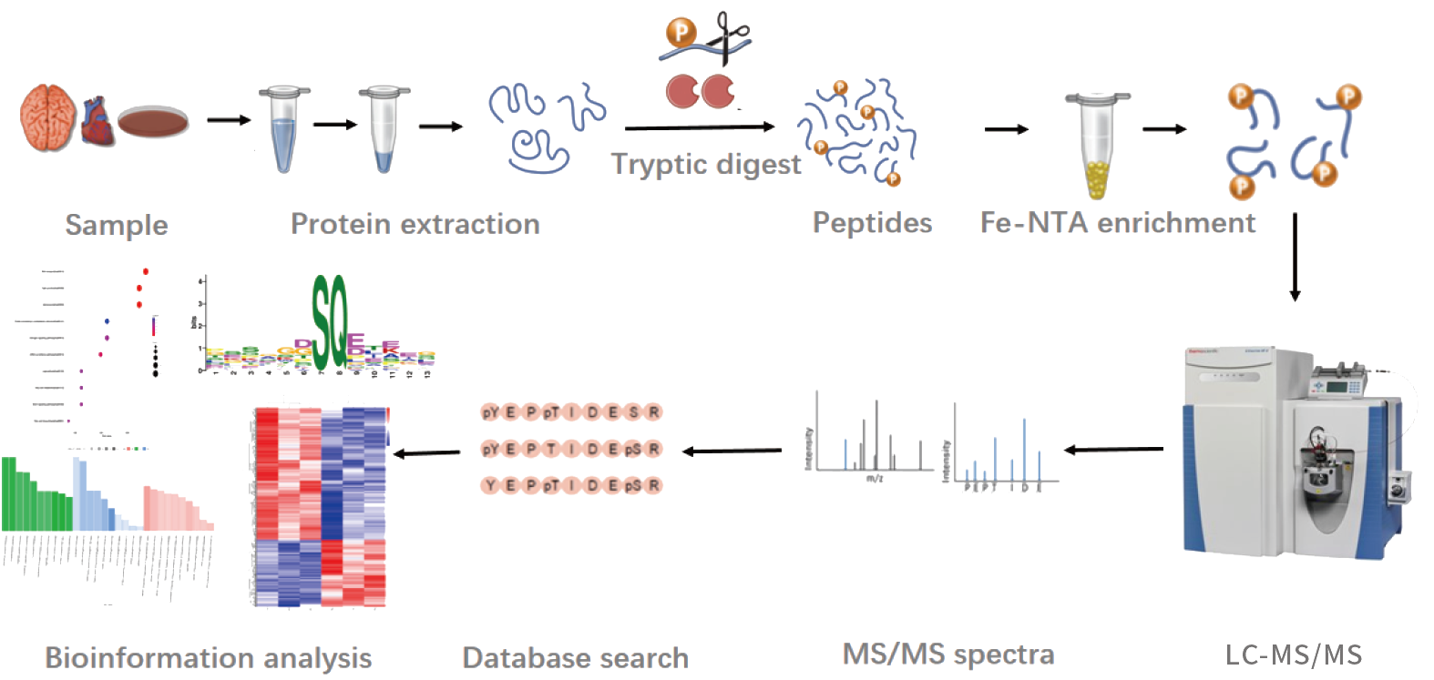 百趣生物磷酸化修饰蛋白组学