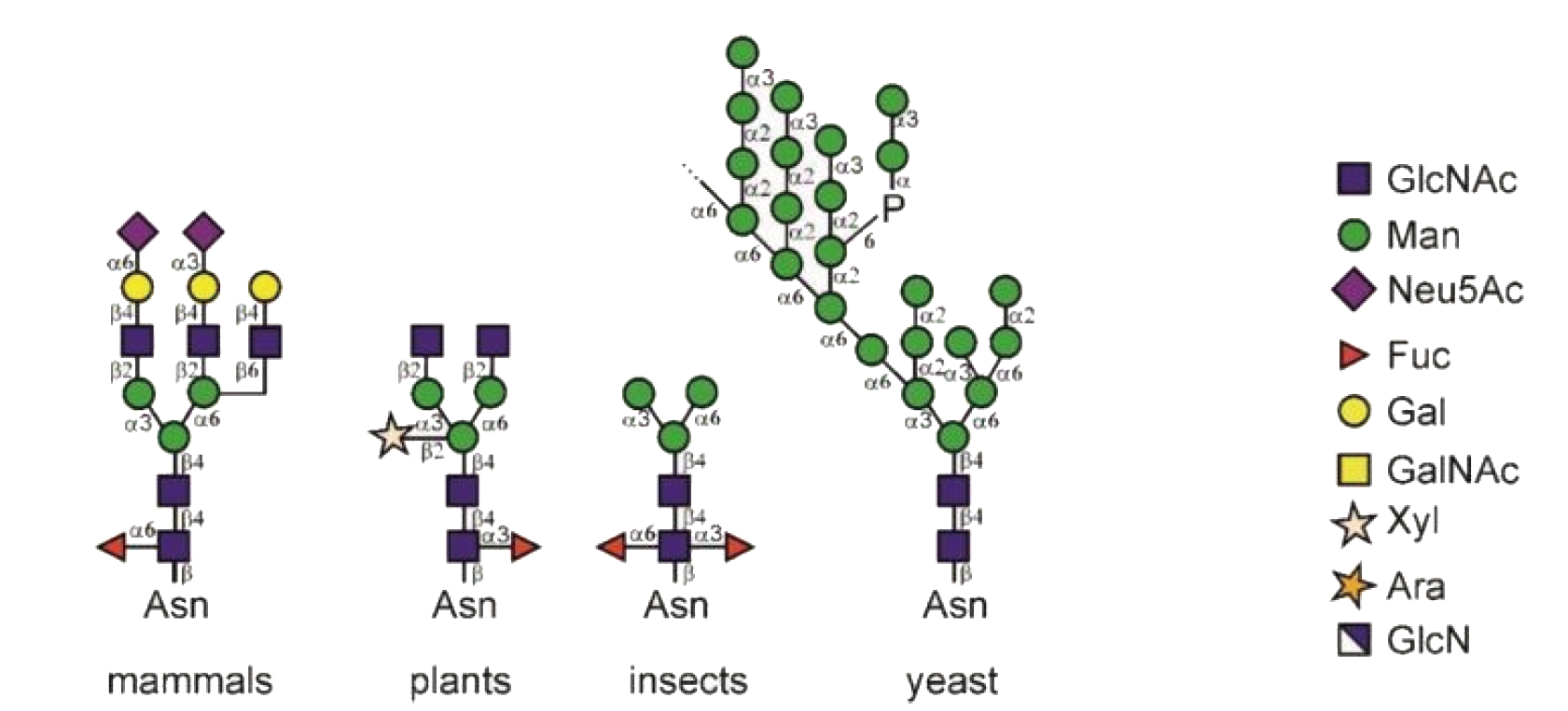 N-糖基化修饰蛋白组学(图5)