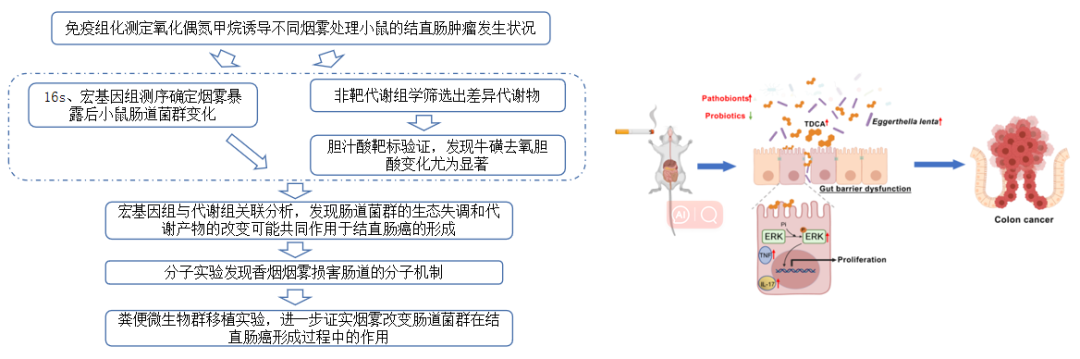 科研加速宝典 | 跟着CNS学习肠菌研究策略(图6)