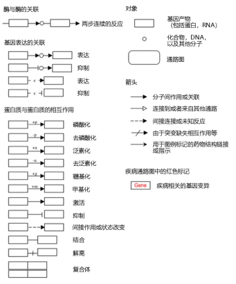 通路分析 | 手把手教学，KEGG通路注释你会了吗！(图6)