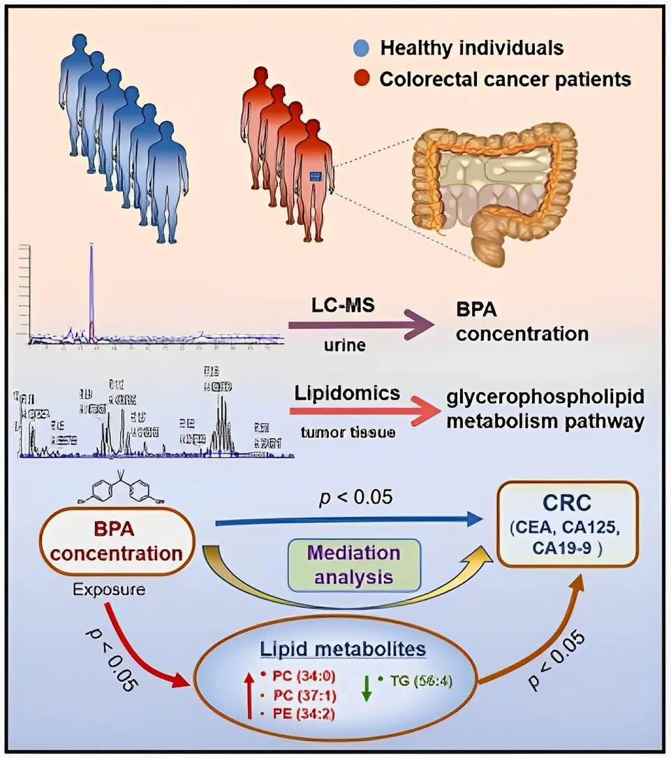 临床biomarker专题 | (IF=13.6)脂质组学生物标志物:尿双酚A暴露与结直肠癌之间的潜在介质(图1)