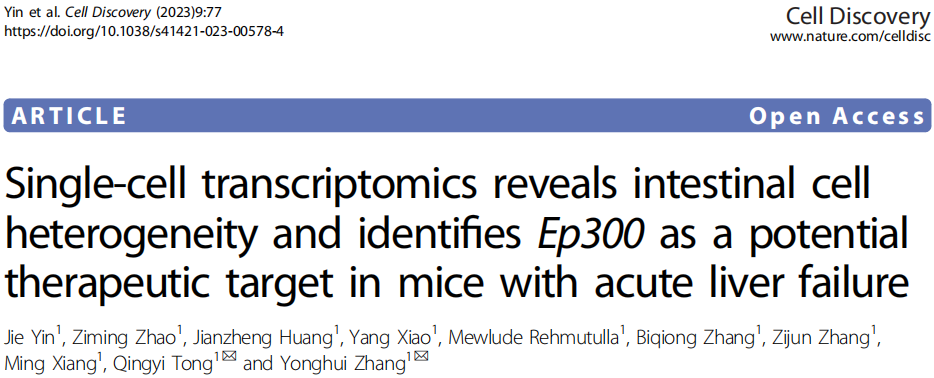 Cell Discovery(IF=33.5) | 确定急性肝衰竭小鼠的潜在治疗靶点，单细胞转录组学揭示肠道细胞的异质性!(图1)