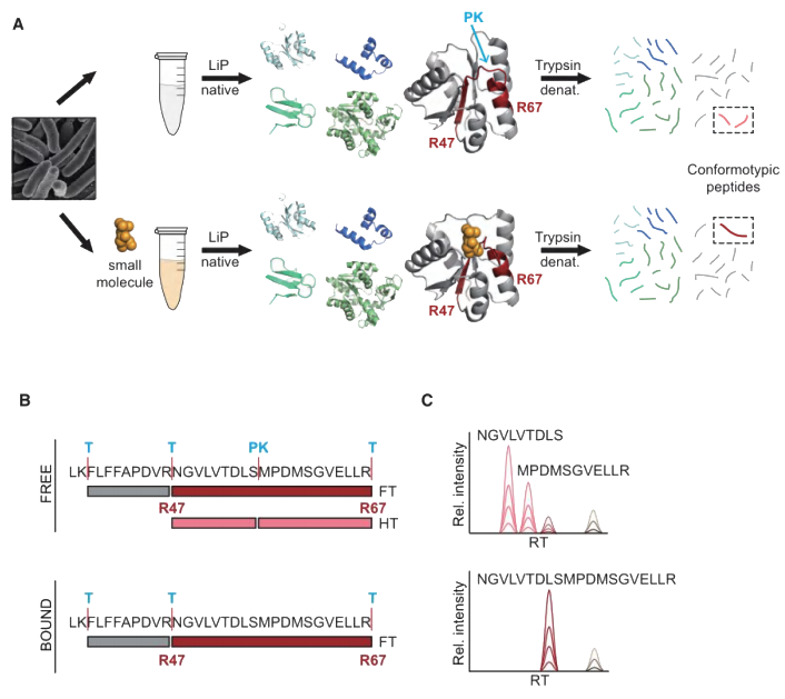百趣生物技术介绍 | MetPro-Ⅱ代谢物与蛋白相互作用(图1)