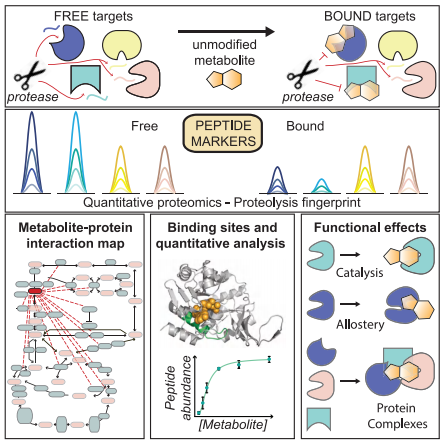 百趣生物技术介绍 | MetPro-Ⅱ代谢物与蛋白相互作用(图4)