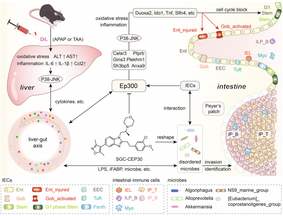 Cell Discovery(IF=33.5) | 确定急性肝衰竭小鼠的潜在治疗靶点，单细胞转录组学揭示肠道细胞的异质性!(图6)