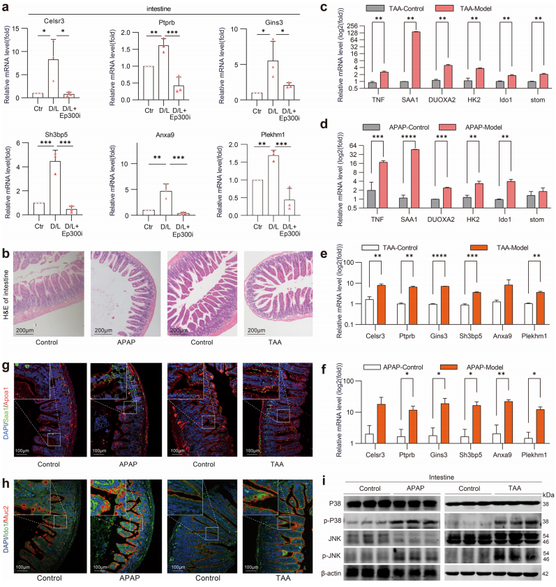 Cell Discovery(IF=33.5) | 确定急性肝衰竭小鼠的潜在治疗靶点，单细胞转录组学揭示肠道细胞的异质性!(图5)