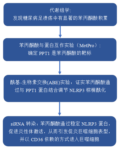 项目文章(IF=14.3) | 糖尿病创面愈合新突破——靶向苯丙酮酸可抑制炎性小体过度激活与炎症反应(图2)