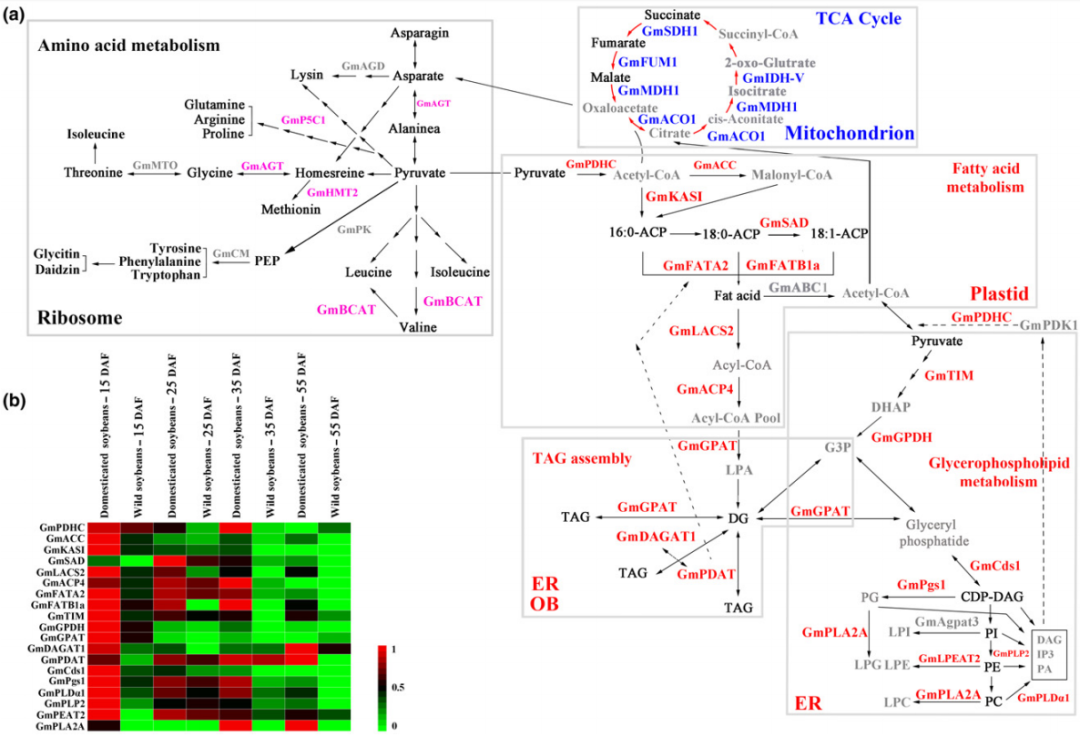 项目文章 | 三维遗传网络解密大豆脂质合成的遗传基础！(图3)