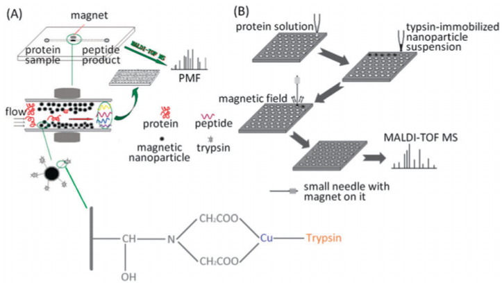 蛋白冠蛋白质组学技术大揭秘（IF46.2）！功能化纳米磁珠的制备与应用系统综述(图5)
