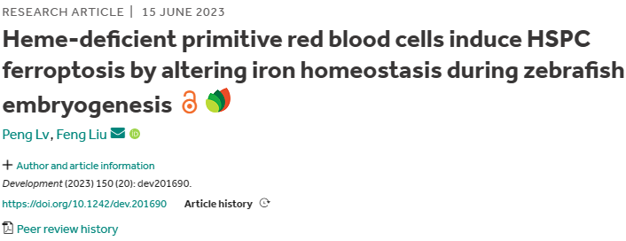 文章解读 | 缺血红素的原始红细胞在斑马鱼胚胎发育过程中通过改变铁稳态诱导HSPC铁死亡(图1)