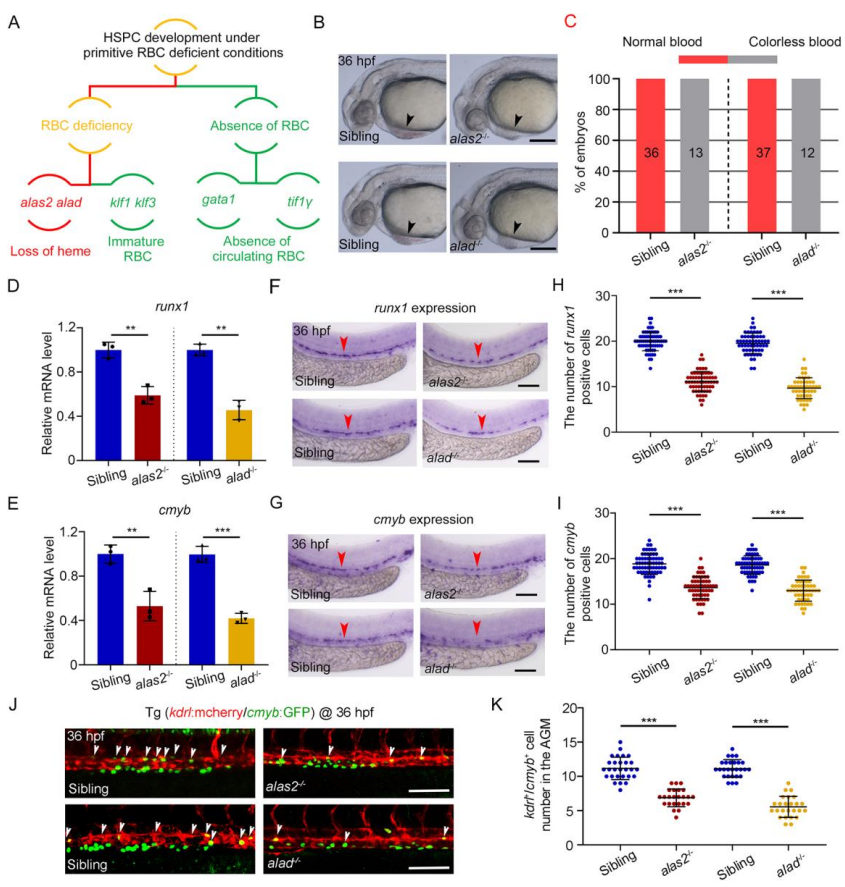 文章解读 | 缺血红素的原始红细胞在斑马鱼胚胎发育过程中通过改变铁稳态诱导HSPC铁死亡(图3)
