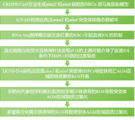 文章解读 | 缺血红素的原始红细胞在斑马鱼胚胎发育过程中通过改变铁稳态诱导HSPC铁死亡(图2)