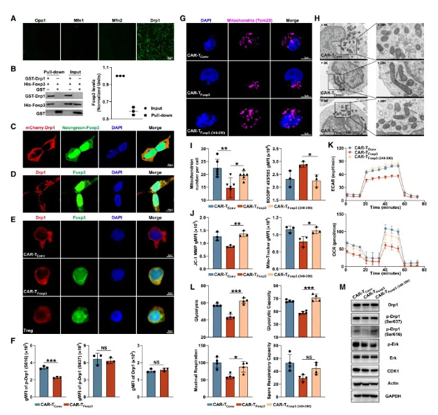Cell Metab.｜复旦大学储以微、骆菲菲团队：Foxp3改造CAR-T，从「能量危机」到「代谢续航」的实体瘤治疗新路径(图7)