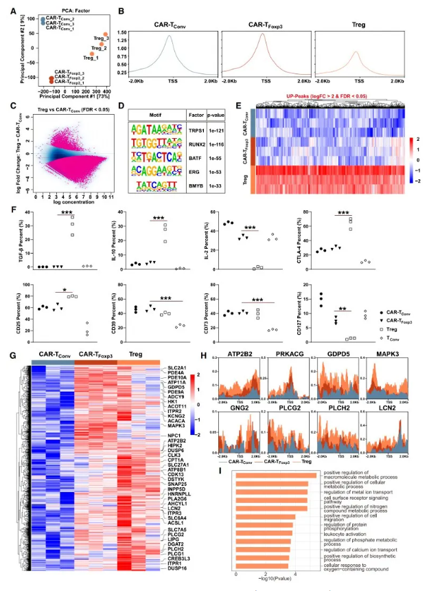 Cell Metab.｜复旦大学储以微、骆菲菲团队：Foxp3改造CAR-T，从「能量危机」到「代谢续航」的实体瘤治疗新路径(图8)