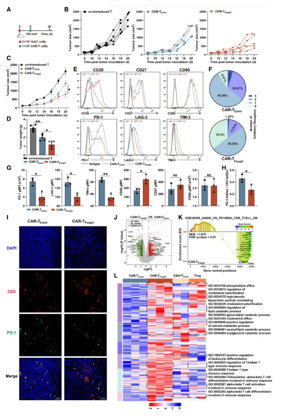 Cell Metab.｜复旦大学储以微、骆菲菲团队：Foxp3改造CAR-T，从「能量危机」到「代谢续航」的实体瘤治疗新路径(图10)