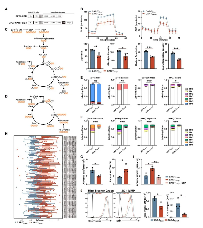 Cell Metab.｜复旦大学储以微、骆菲菲团队：Foxp3改造CAR-T，从「能量危机」到「代谢续航」的实体瘤治疗新路径(图6)