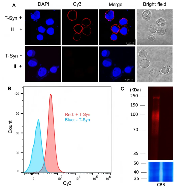 JACS(IF=14.4)｜复旦陆豪杰教授团队攻克Tn抗原检测难题：一步酶促策略如何实现糖基化位点的精准Mapping？(图4)
