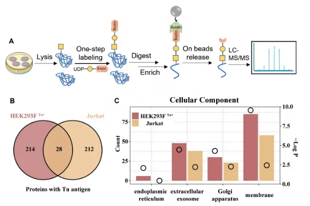 JACS(IF=14.4)｜复旦陆豪杰教授团队攻克Tn抗原检测难题：一步酶促策略如何实现糖基化位点的精准Mapping？(图5)