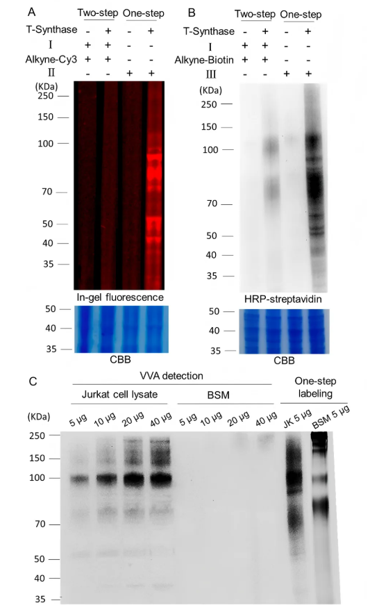 JACS(IF=14.4)｜复旦陆豪杰教授团队攻克Tn抗原检测难题：一步酶促策略如何实现糖基化位点的精准Mapping？(图3)