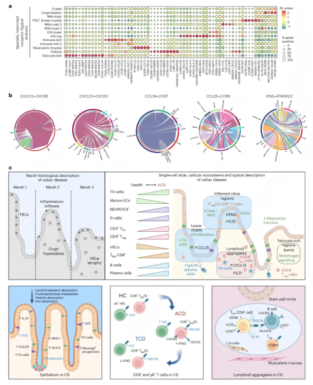 Nat. Immunol.(IF=27.6)｜单细胞与空间转录组强强联合：揭秘乳糜泻肠道免疫异常的“细胞密码”(图9)