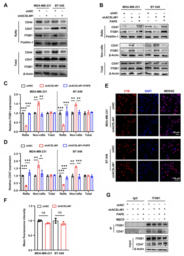 Cancer Res. (IF=16.6)｜重庆医科大学研究团队：ACSL4驱动磷脂重塑解析TNBC转移，点亮靶向联合化疗新路径(图6)