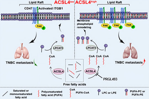 Cancer Res. (IF=16.6)｜重庆医科大学研究团队：ACSL4驱动磷脂重塑解析TNBC转移，点亮靶向联合化疗新路径(图2)
