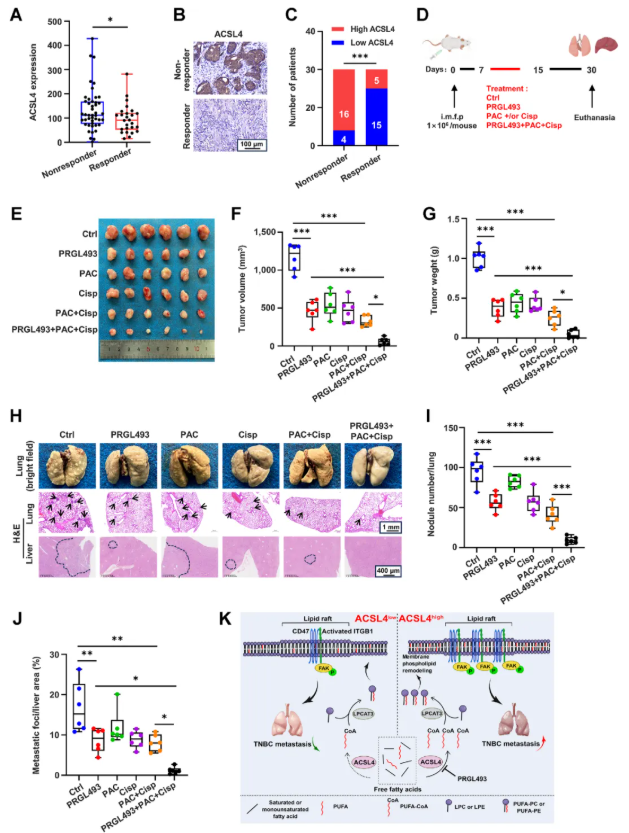 Cancer Res. (IF=16.6)｜重庆医科大学研究团队：ACSL4驱动磷脂重塑解析TNBC转移，点亮靶向联合化疗新路径(图9)