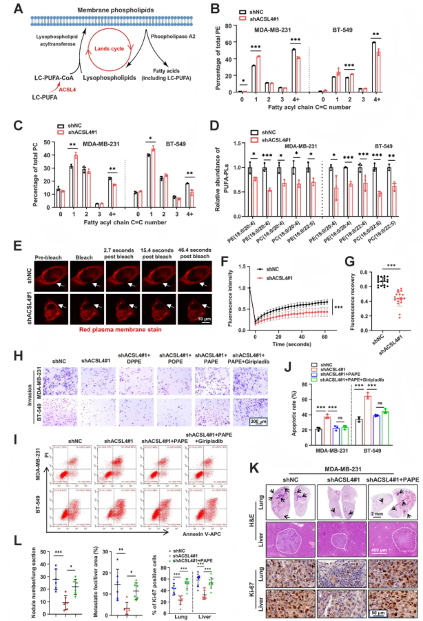 Cancer Res. (IF=16.6)｜重庆医科大学研究团队：ACSL4驱动磷脂重塑解析TNBC转移，点亮靶向联合化疗新路径(图5)