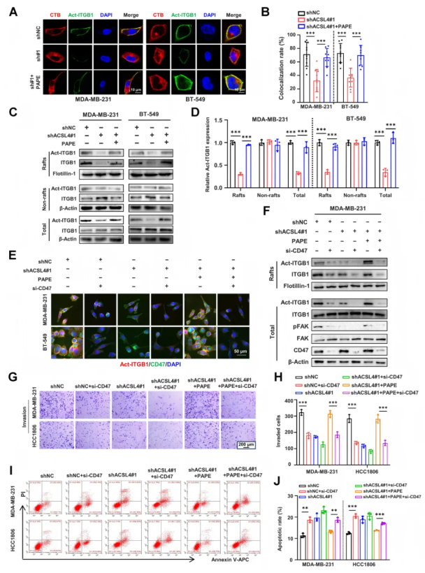 Cancer Res. (IF=16.6)｜重庆医科大学研究团队：ACSL4驱动磷脂重塑解析TNBC转移，点亮靶向联合化疗新路径(图7)