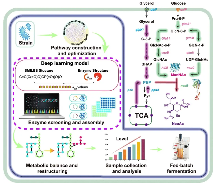 IF=14.9!南开大学团队:关键酶筛选-通路重构-碳源调控多策略协同破解NeuAc生物合成瓶颈(图2) IF=14.9!南开大学团队:关键酶筛选-通路重构-碳源调控多策略协同破解NeuAc生物合成瓶颈(图2)