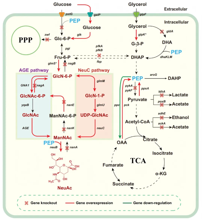 IF=14.9!南开大学团队:关键酶筛选-通路重构-碳源调控多策略协同破解NeuAc生物合成瓶颈(图3) IF=14.9!南开大学团队:关键酶筛选-通路重构-碳源调控多策略协同破解NeuAc生物合成瓶颈(图3)